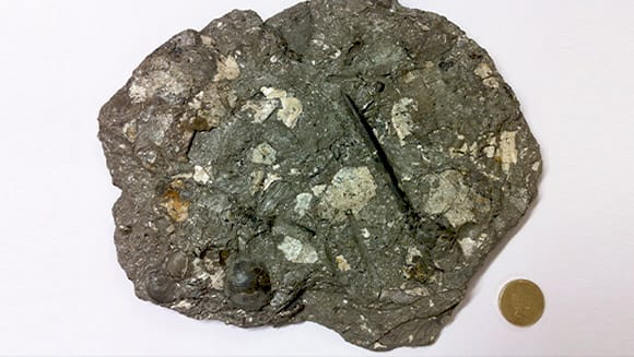 Стародавня динозаврова блювоття з черепашками