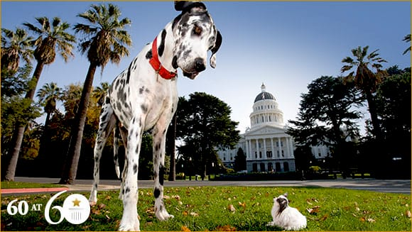 Гібсон, гігантський данський дог