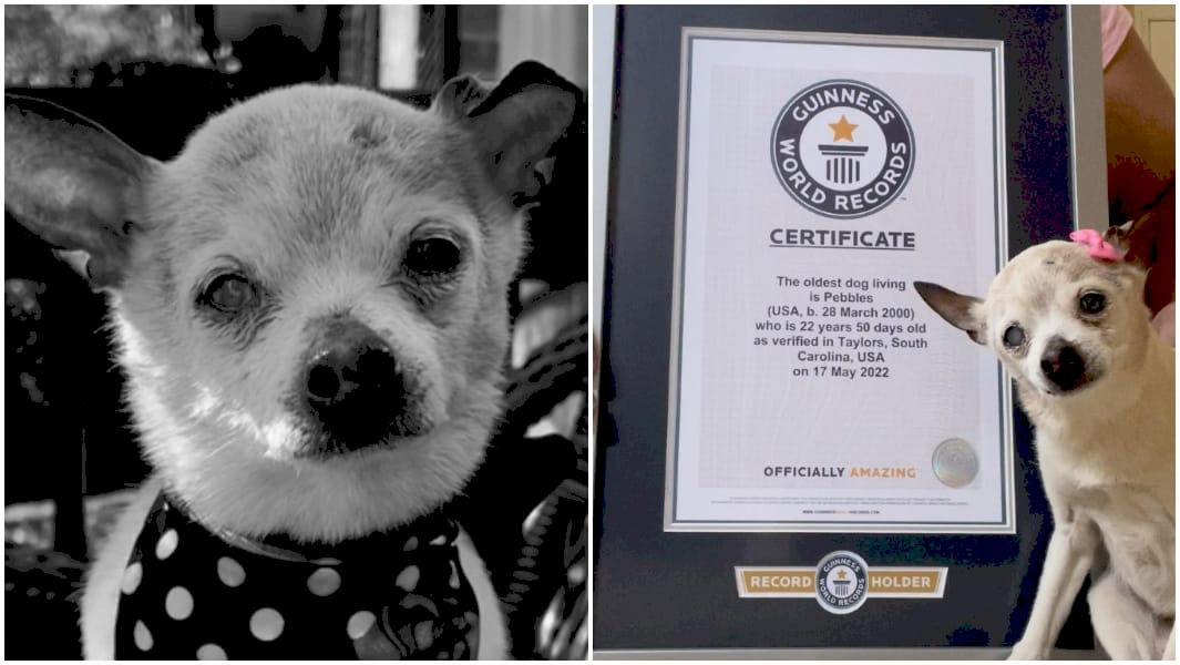 Пебблс, Той Фокс Тер'єр