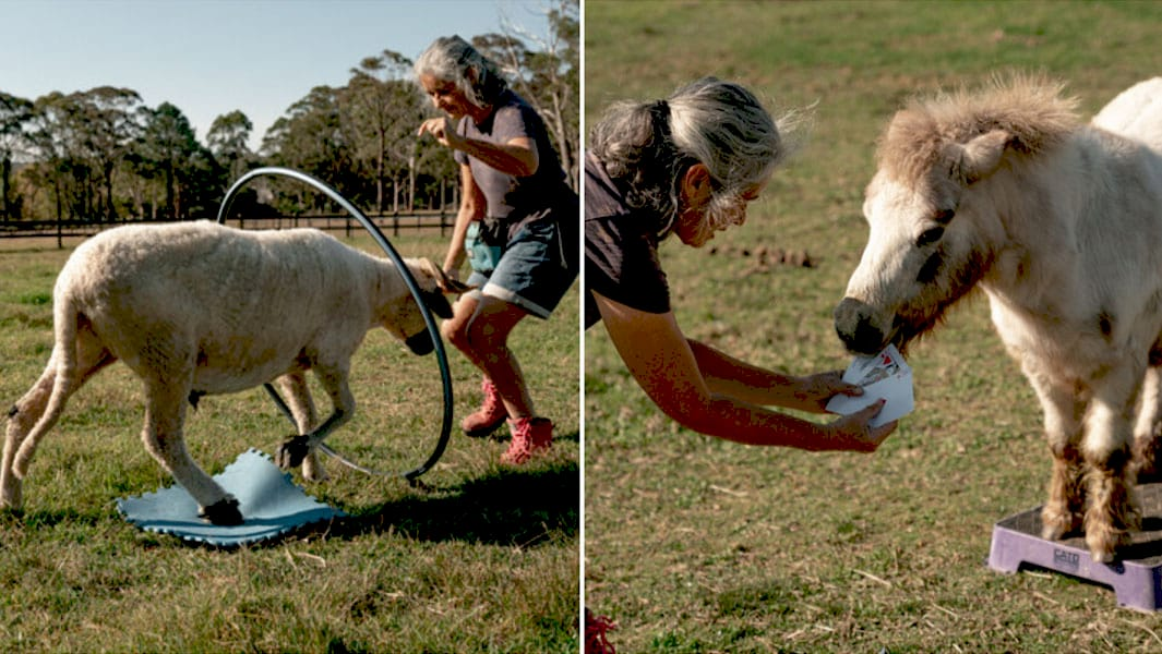 Мініатюрний кінь Роза та вівця Біні, рекордсмени