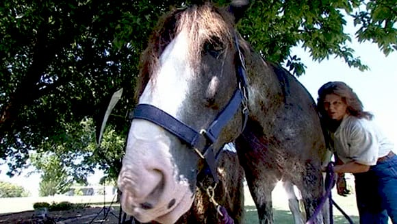 Ремінгтон, найвищий кінь у світі