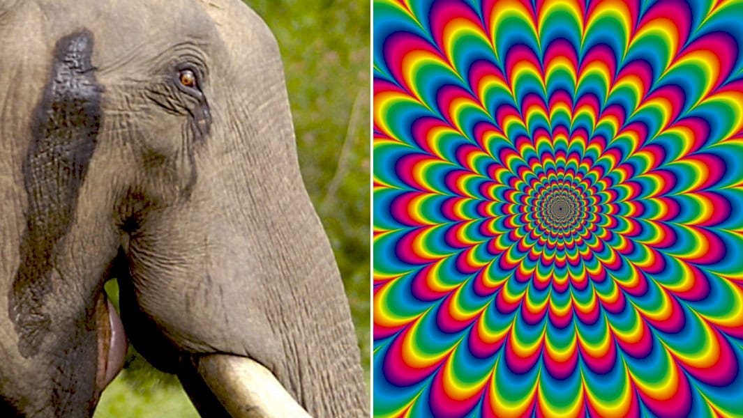 Слон Туско під час експерименту з ЛСД