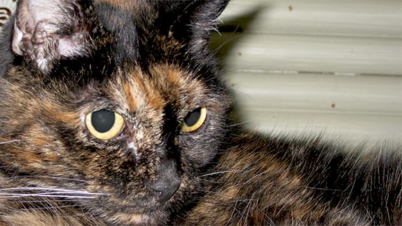 Померла рекордсменка серед котів Tiffany Two