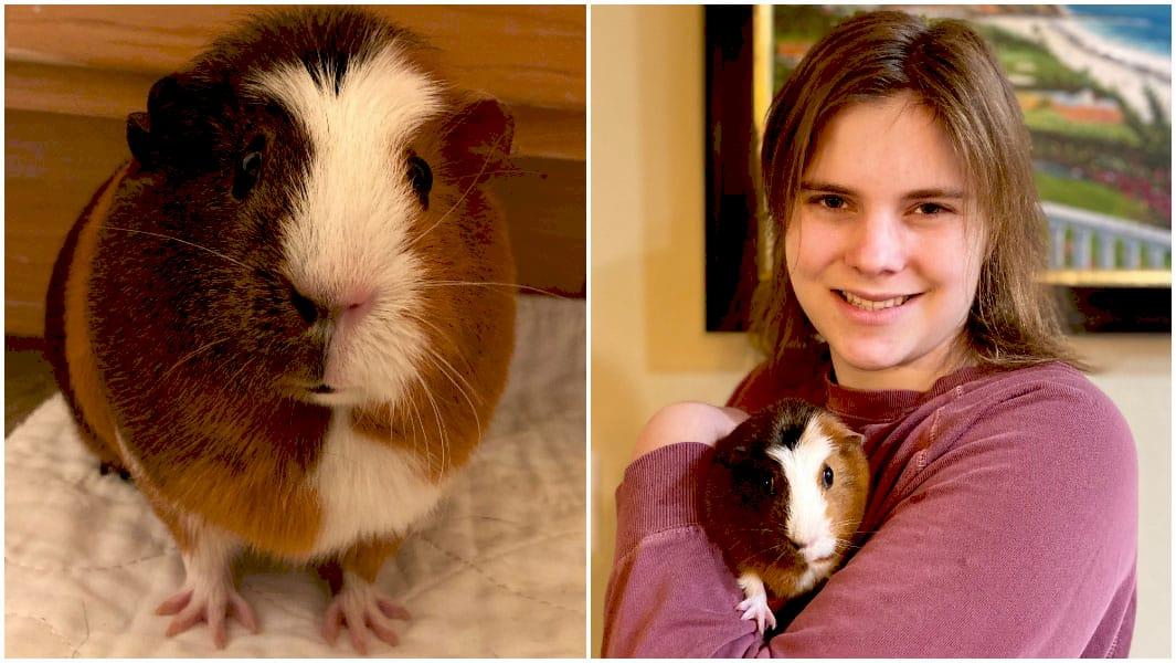 Морська свинка Ебі під час стрибка