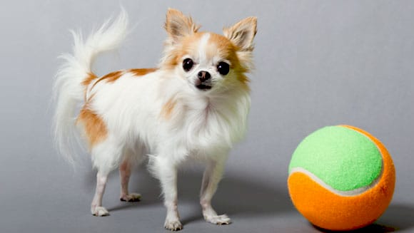 Капкейк, найменша службова собака у світі