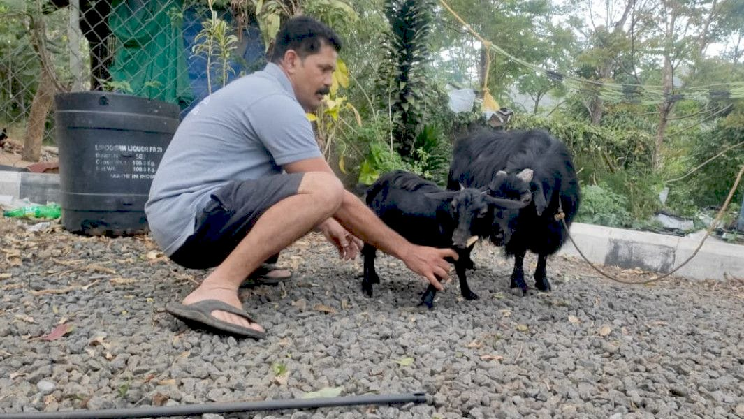 Найменша коза у світі Карумбі з Індії