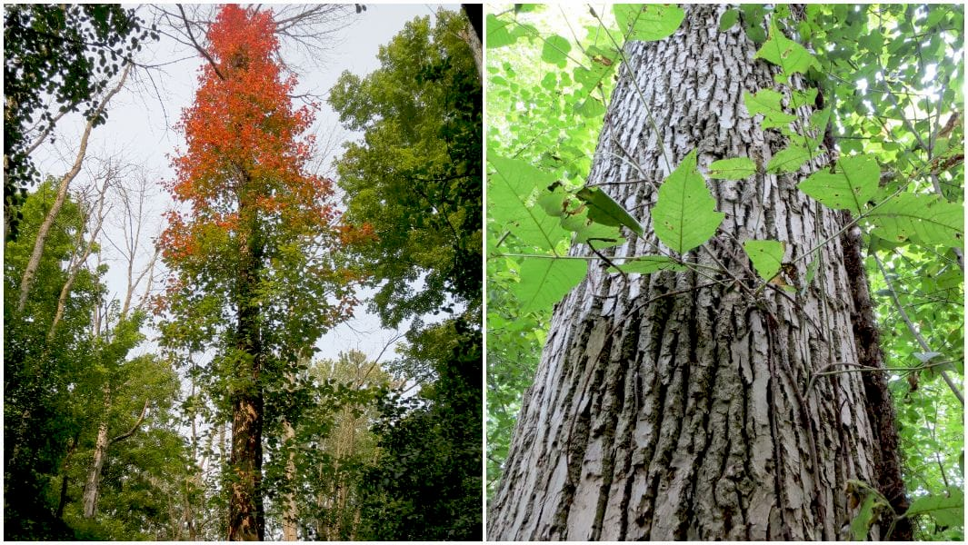 Рослина отруйного плюща, що досягла 20,75 метра