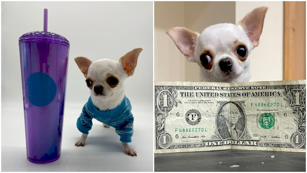 Найменша собака у світі - Перл