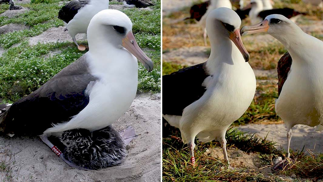 Лейсанський альбатрос Уїздам
