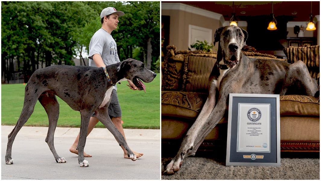Зевс, великий дан з Техасу